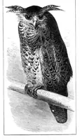 An illustration from Scientific American, Vol. 40, No. 9 (1879) (1879)