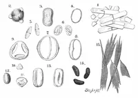 An illustration from Scientific American, Vol. 40, No. 10 (1879) (1879)