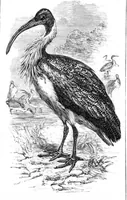 An illustration from Scientific American, Vol. 40, No. 11 (1879) (1879)