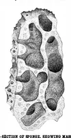 Picture 11 of 14 from Scientific American, Vol. 40, No. 11 (1879) (1879), leaf 8