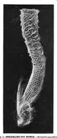 An illustration from Scientific American, Vol. 40, No. 13 (1879) (1879)