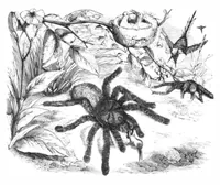 An illustration from Scientific American, Vol. 40, No. 17 (1879) (1879)