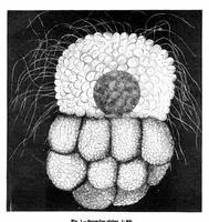 An illustration from Scientific American, Vol. 40, No. 18 (1879) (1879)