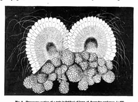 Picture 15 of 17 from Scientific American, Vol. 40, No. 18 (1879) (1879), leaf 10