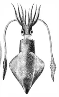 An illustration from Scientific American, Vol. 40, No. 20 (1879) (1879)