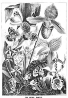 Picture 9 of 11 from Scientific American, Vol. 40, No. 21 (1879) (1879), leaf 8