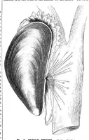 Picture 12 of 13 from Scientific American, Vol. 40, No. 22 (1879) (1879), leaf 10