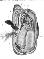 An illustration from Scientific American, Vol. 40, No. 22 (1879) (1879)