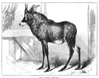 An illustration from Scientific American, Vol. 40, No. 22 (1879) (1879)