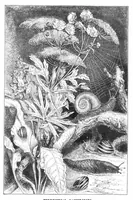 Picture 9 of 12 from Scientific American, Vol. 40, No. 23 (1879) (1879), leaf 8