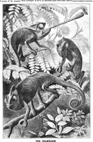 An illustration from Scientific American, Vol. 40, No. 24 (1879) (1879)