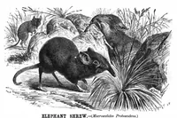 Picture 6 of 7 from Scientific American, Vol. 41, No. 1 (1879) (1879), leaf 7