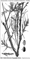 Picture 7 of 7 from Scientific American, Vol. 41, No. 1 (1879) (1879), leaf 7