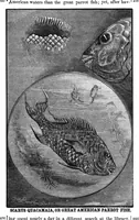 Picture 12 of 14 from Scientific American, Vol. 41, No. 2 (1879) (1879), leaf 8