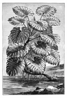 An illustration from Scientific American, Vol. 41, No. 5 (1879) (1879)