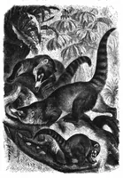 An illustration from Scientific American, Vol. 41, No. 6 (1879) (1879)