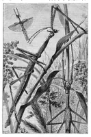 An illustration from Scientific American, Vol. 41, No. 13 (1879) (1879)