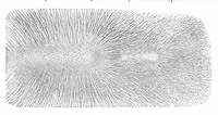 An illustration from Scientific American, Vol. 41, No. 14 (1879) (1879)