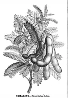 An illustration from Scientific American, Vol. 41, No. 14 (1879) (1879)