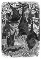 An illustration from Scientific American, Vol. 41, No. 19 (1879) (1879)