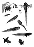 An illustration from Scientific American, Vol. 41, No. 22 (1879) (1879)