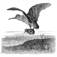 An illustration from Scientific American, Vol. 41, No. 24 (1879) (1879)