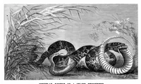 Picture 6 of 8 from Scientific American, Vol. 42, No. 1 (1880) (1880), leaf 9