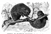 Picture 7 of 8 from Scientific American, Vol. 42, No. 1 (1880) (1880), leaf 9