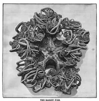 Picture 7 of 10 from Scientific American, Vol. 42, No. 2 (1880) (1880), leaf 8