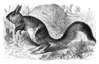 An illustration from Scientific American, Vol. 42, No. 4 (1880) (1880)