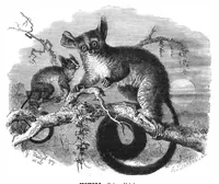 An illustration from Scientific American, Vol. 42, No. 7 (1880) (1880)