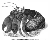 Picture 6 of 10 from Scientific American, Vol. 42, No. 8 (1880) (1880), leaf 8