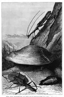 An illustration from Scientific American, Vol. 42, No. 11 (1880) (1880)