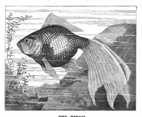 Picture 11 of 13 from Scientific American, Vol. 42, No. 13 (1880) (1880), leaf 8