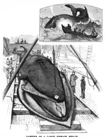 Picture 9 of 13 from Scientific American, Vol. 42, No. 16 (1880) (1880), leaf 8