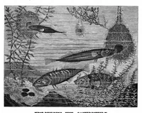 Picture 11 of 13 from Scientific American, Vol. 42, No. 18 (1880) (1880), leaf 8