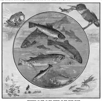 Picture 10 of 16 from Scientific American, Vol. 42, No. 20 (1880) (1880), leaf 8