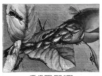 Picture 11 of 15 from Scientific American, Vol. 42, No. 21 (1880) (1880), leaf 8