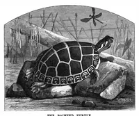 Picture 9 of 14 from Scientific American, Vol. 42, No. 22 (1880) (1880), leaf 8