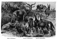 Picture 9 of 13 from Scientific American, Vol. 42, No. 23 (1880) (1880), leaf 8