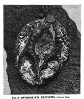 Picture 13 of 16 from Scientific American, Vol. 42, No. 24 (1880) (1880), leaf 8
