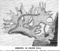Picture 8 of 14 from Scientific American, Vol. 43, No. 2 (1880) (1880), leaf 8