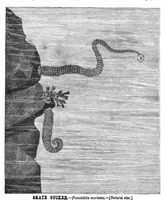 Picture 11 of 13 from Scientific American, Vol. 43, No. 3 (1880) (1880), leaf 8
