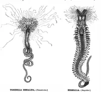 An illustration from Scientific American, Vol. 43, No. 3 (1880) (1880)