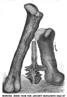 An illustration from Scientific American, Vol. 43, No. 5 (1880) (1880)