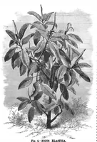 Picture 13 of 16 from Scientific American, Vol. 43, No. 12 (1880) (1880), leaf 9