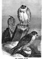 An illustration from Scientific American, Vol. 43, No. 20 (1880) (1880)