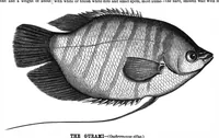 An illustration from Scientific American, Vol. 43, No. 23 (1880) (1880)