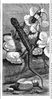 An illustration from Scientific American, Vol. 43, No. 23 (1880) (1880)