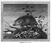 Picture 8 of 12 from Scientific American, Vol. 43, No. 24 (1880) (1880), leaf 8